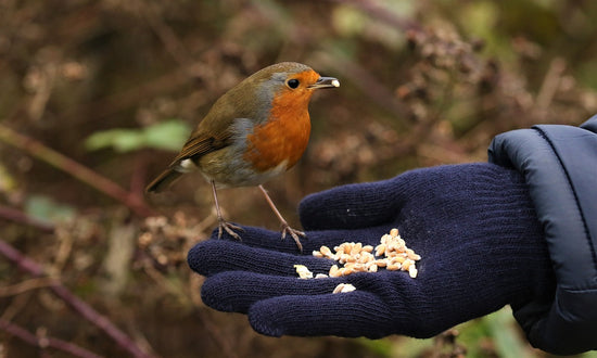 Robin feeding on bird food from a hand with glove