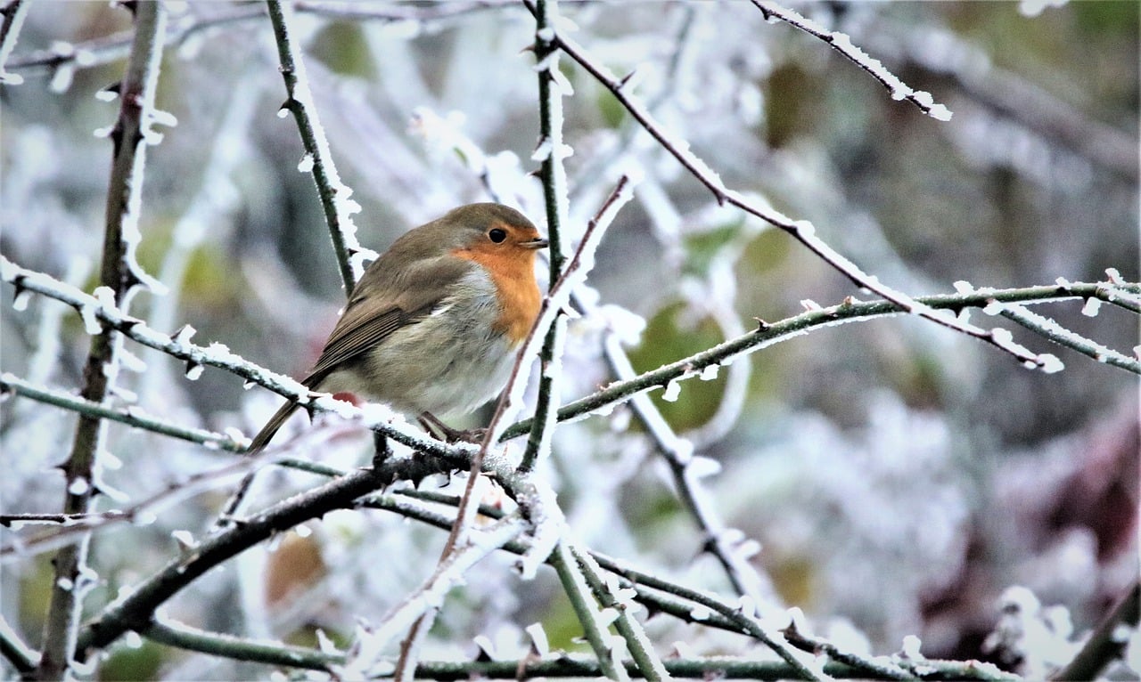 robin sat in a snowy tree