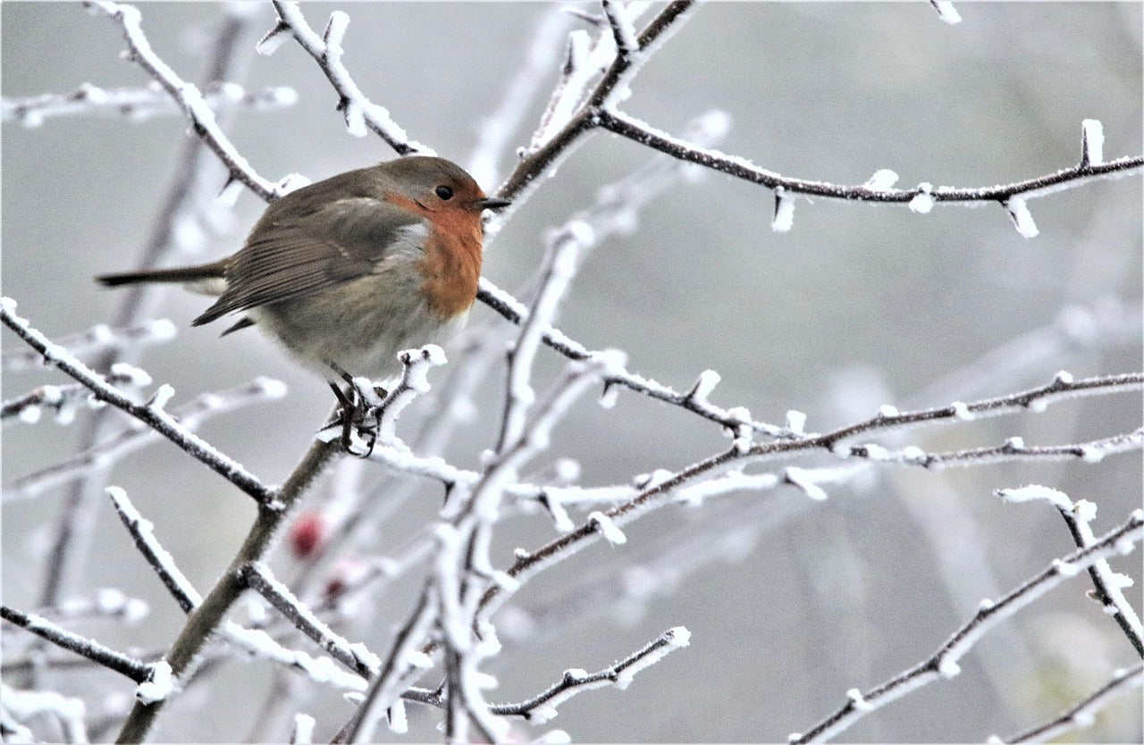 Robin sat on a snowy branch