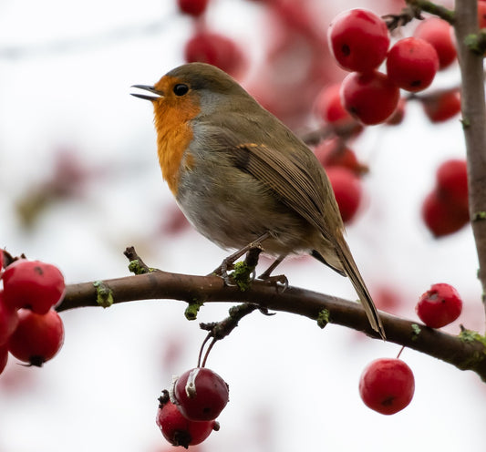 robin sat in tree near berries