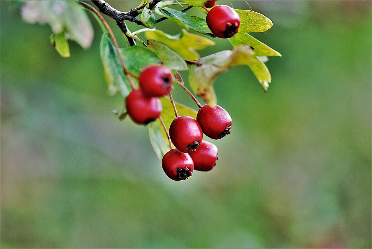 Red berries on a branch with green leaves against a blurred natural background