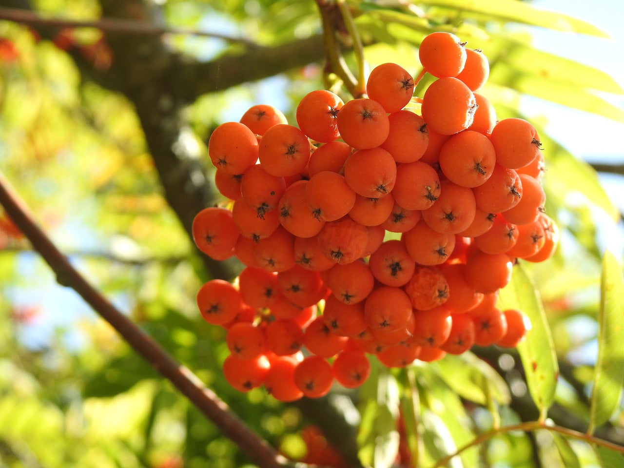 cluster of rowan berries