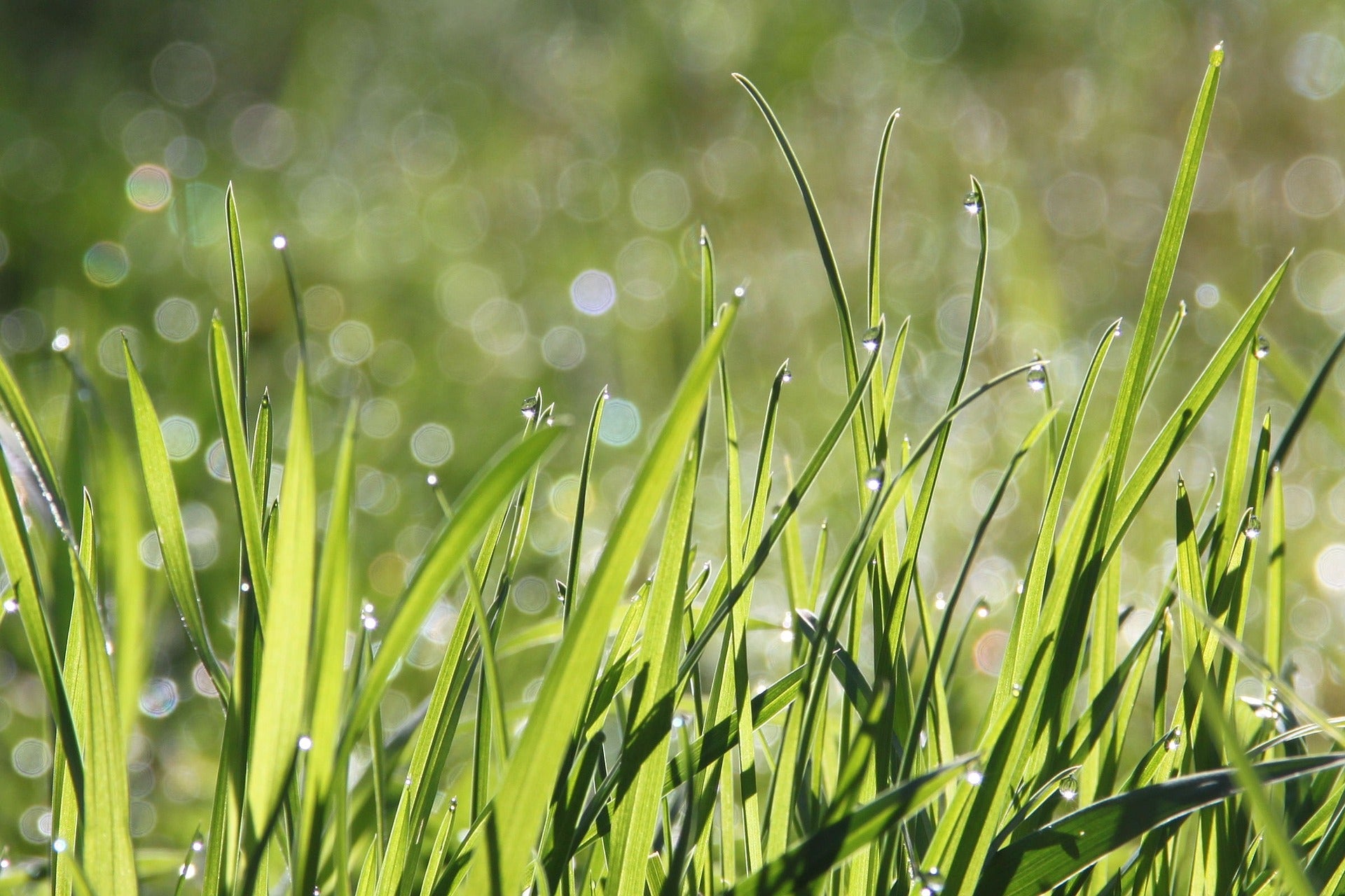 Green grass with dewdrops on a blurred green background, showing how clean bird food leaves no mess.