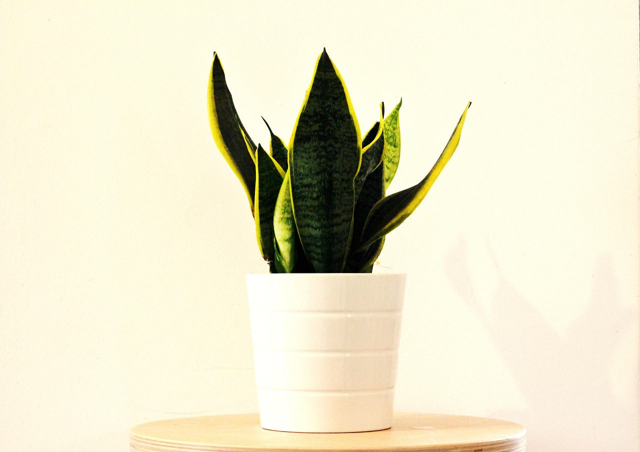 a snake plant