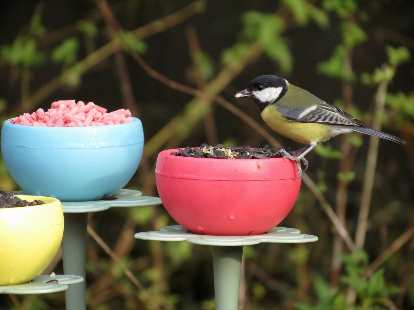 Seed and Mealworm POD (Pack of three) - Haith's UK