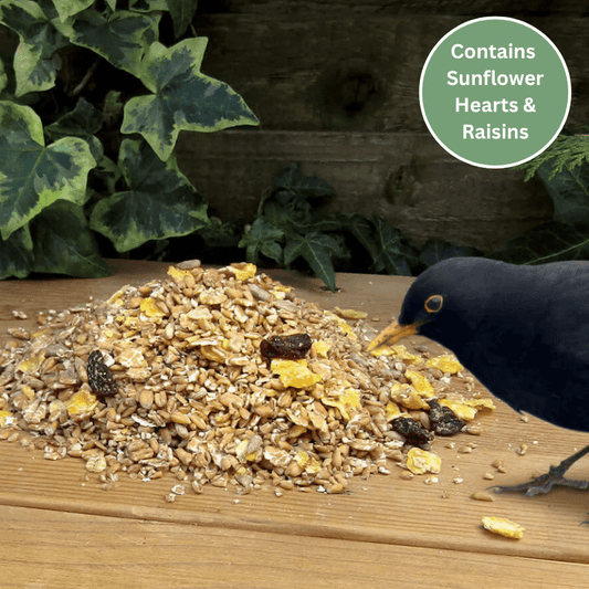 Songster Food for Ground - Feeding Birds - Haith's UK