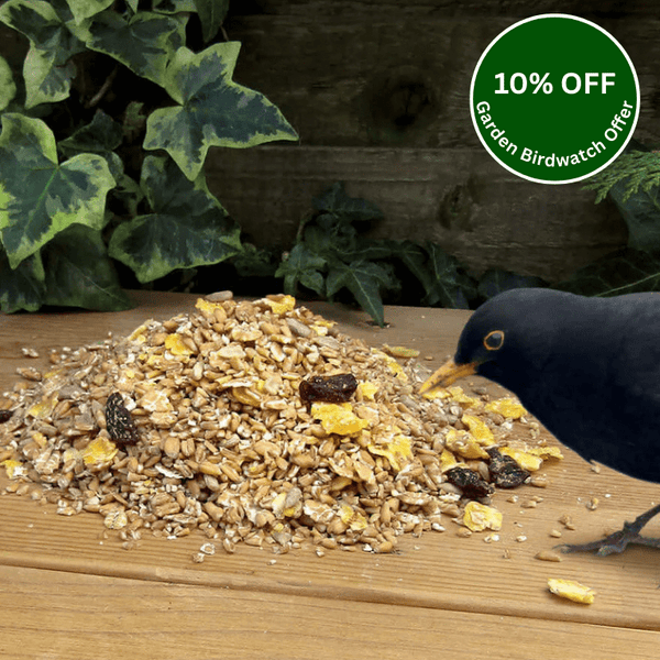 Songster Food for Ground - Feeding Birds - Haith's UK