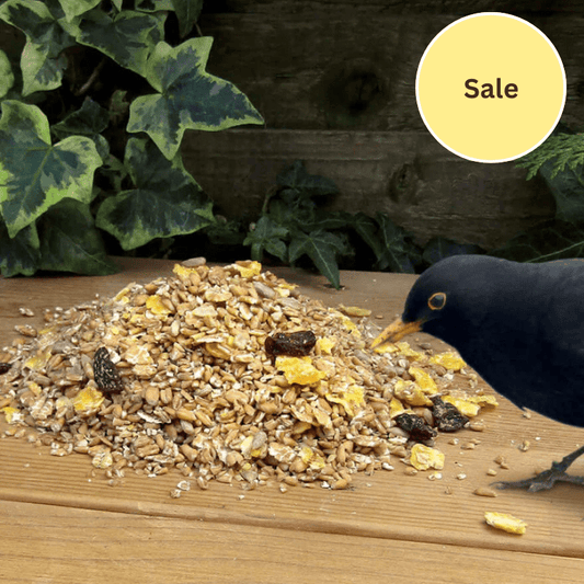 Songster Food for Ground - Feeding Birds - Haith's UK