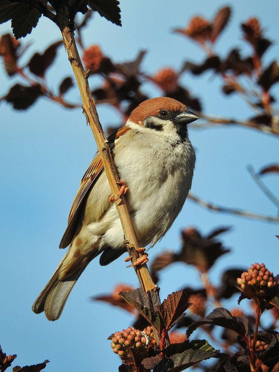 sparrow sat in a tree