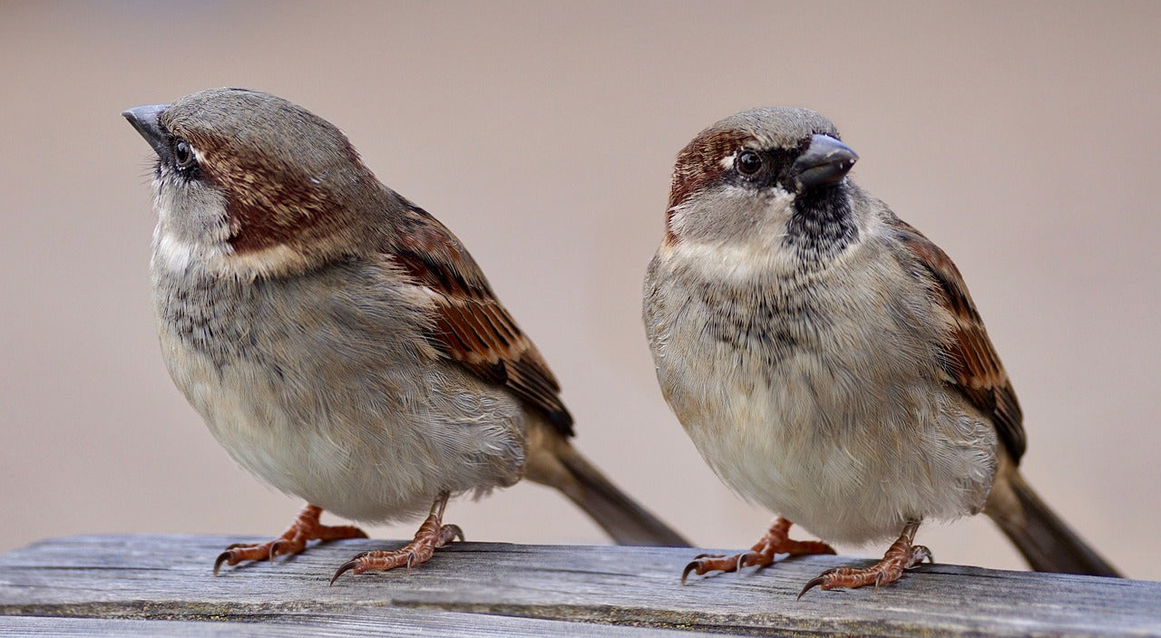 two sparrows sat on a branch