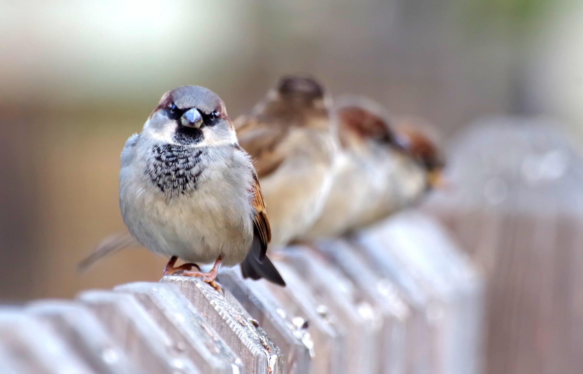 row of house sparrows sat on a wall