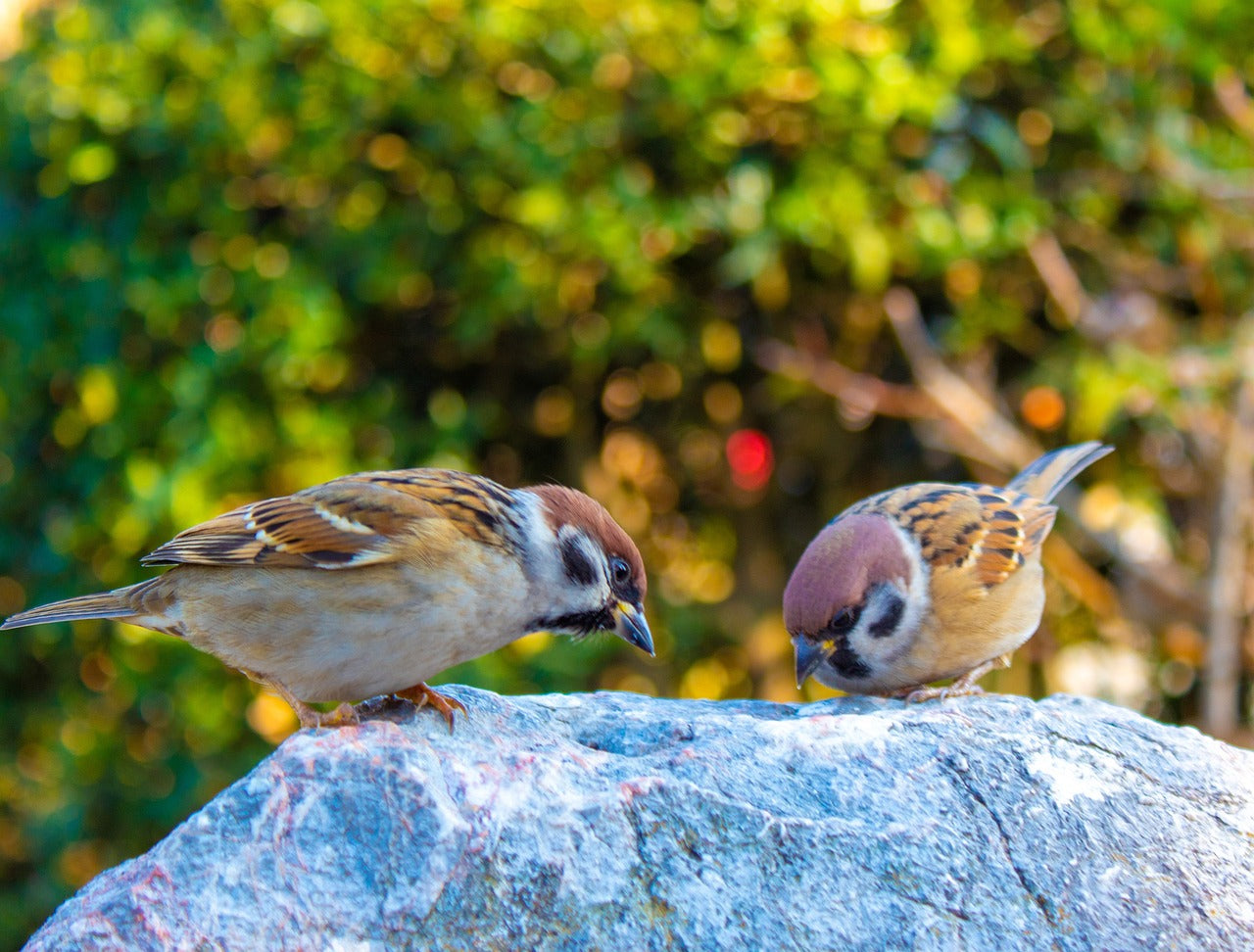 sparrows eating from the ground