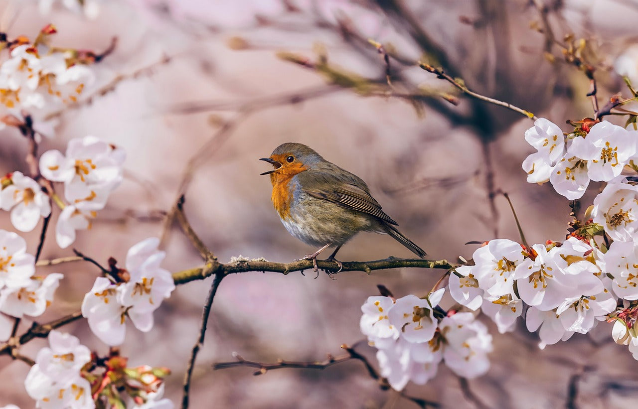 robin sat on a branch with blossom singing