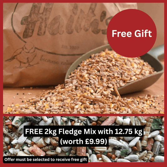Spring & Summer Mix with Dried Mealworms - Haith's UK