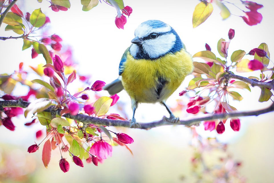 blue tit