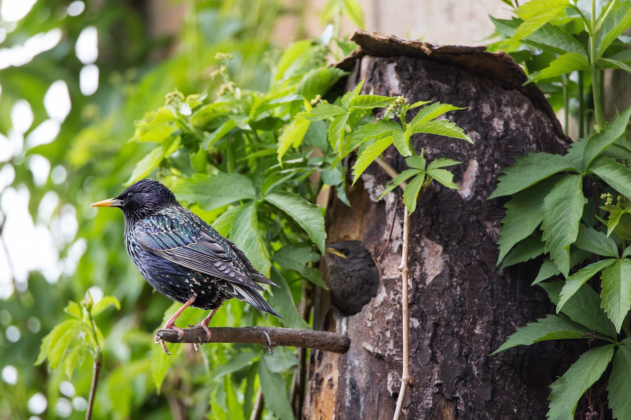 starling at nest box