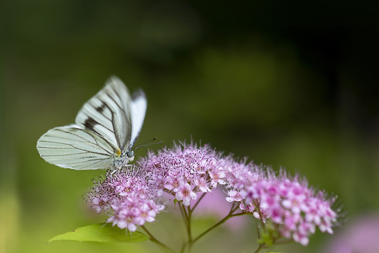 Summer Butterfly 