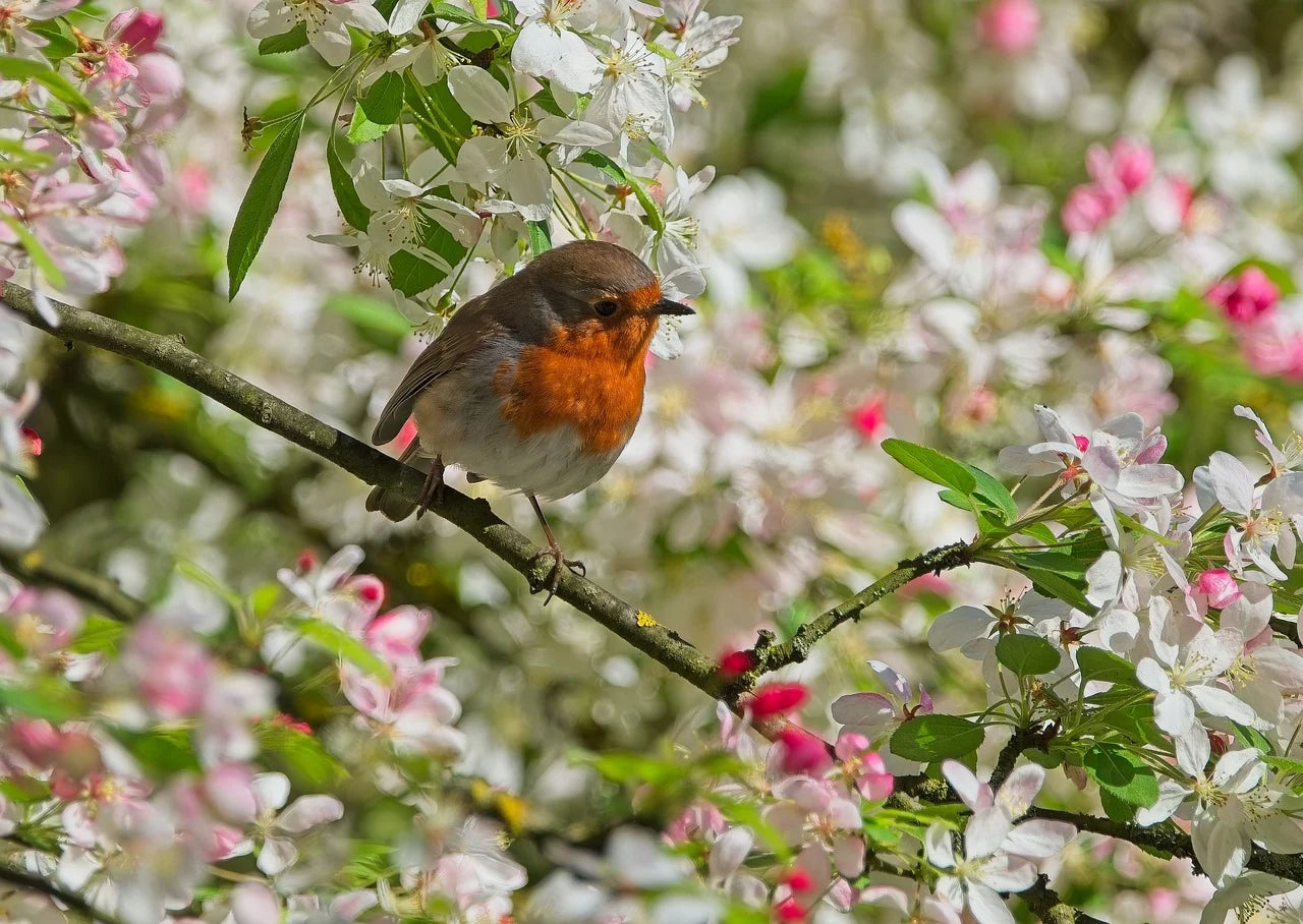 robin sat in a tree amongst pink and white flowers
