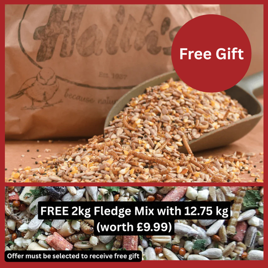Bird seed mix with a free gift offer on a wooden surface