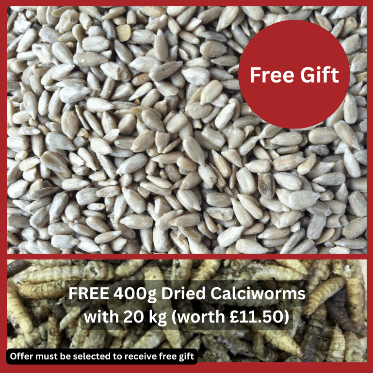 Sunflower Hearts - Premium Quality - Haith's UK