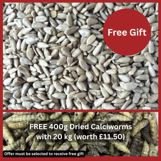 Sunflower Hearts - Premium Quality - Haith's UK