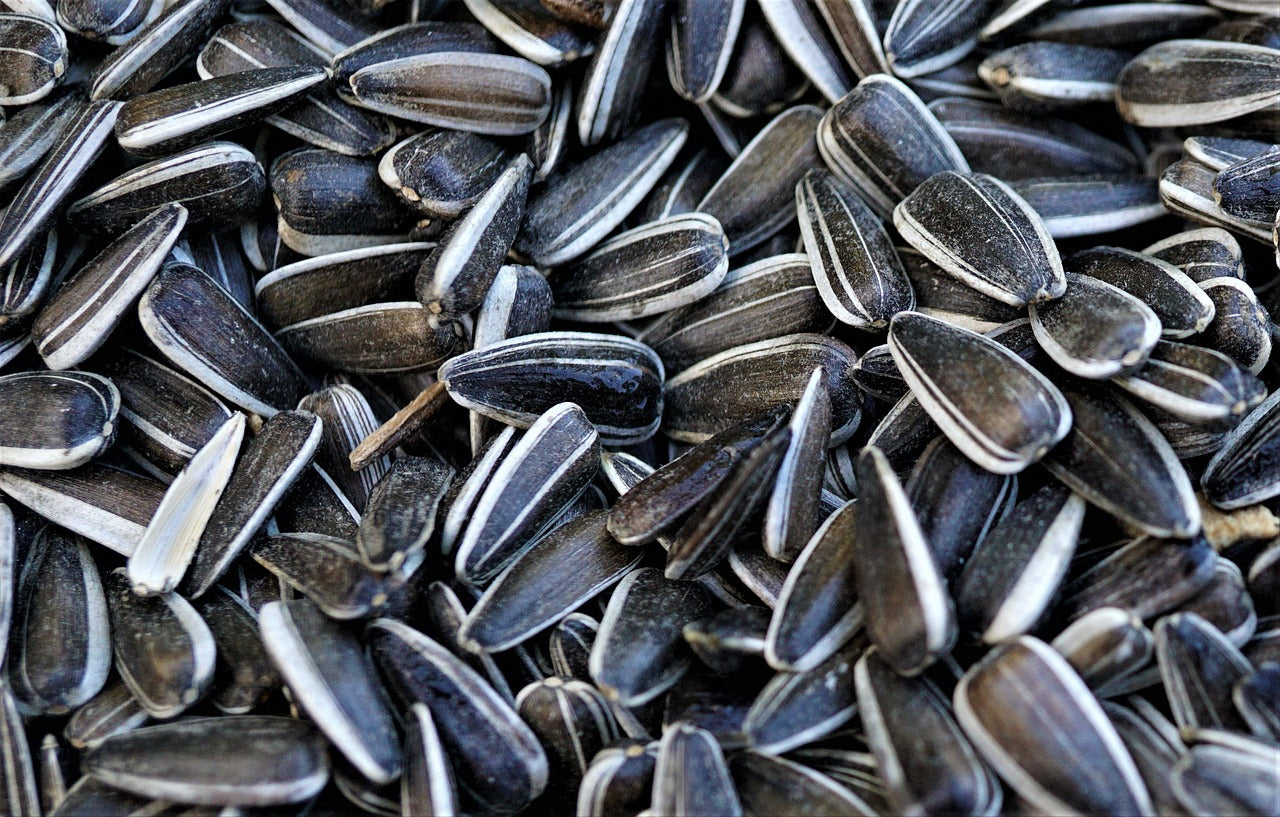 Striped sunflower seeds. 