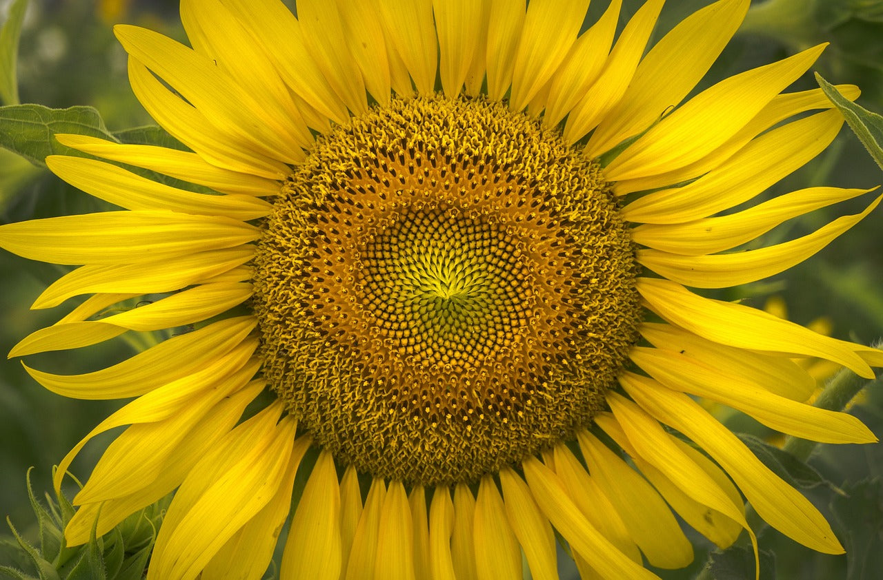 Close-up of a bright yellow sunflower with a green background
