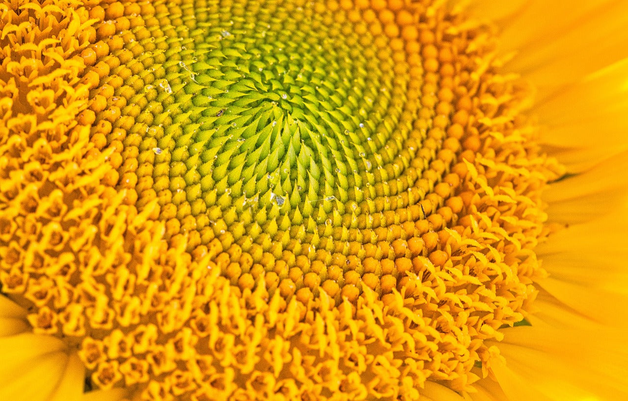 Close-up of a sunflower's center with a gradient from yellow to green.