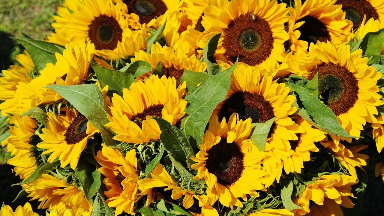 Bouquet of yellow sunflowers with green leaves