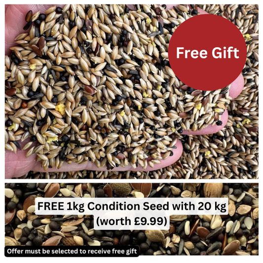 Super Canary Seed – With Yellow Biscuit (1.2%)