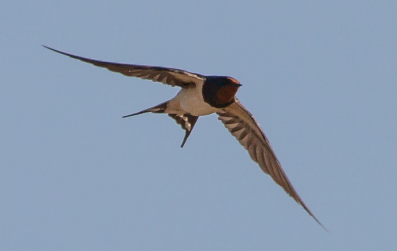 swallow in flight