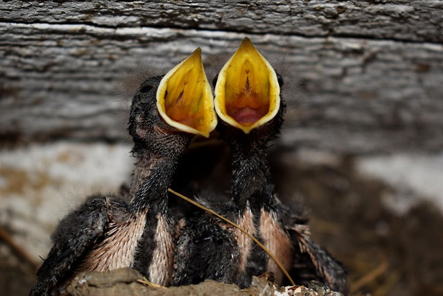 two nestlings in a nest