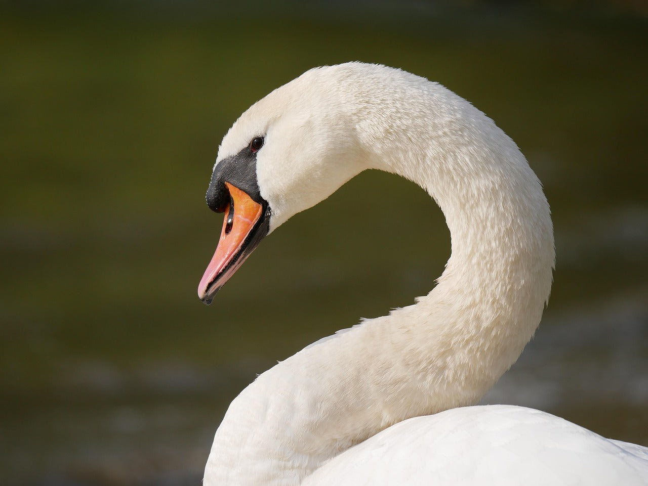 Close-up of a swan with a blurred natural background