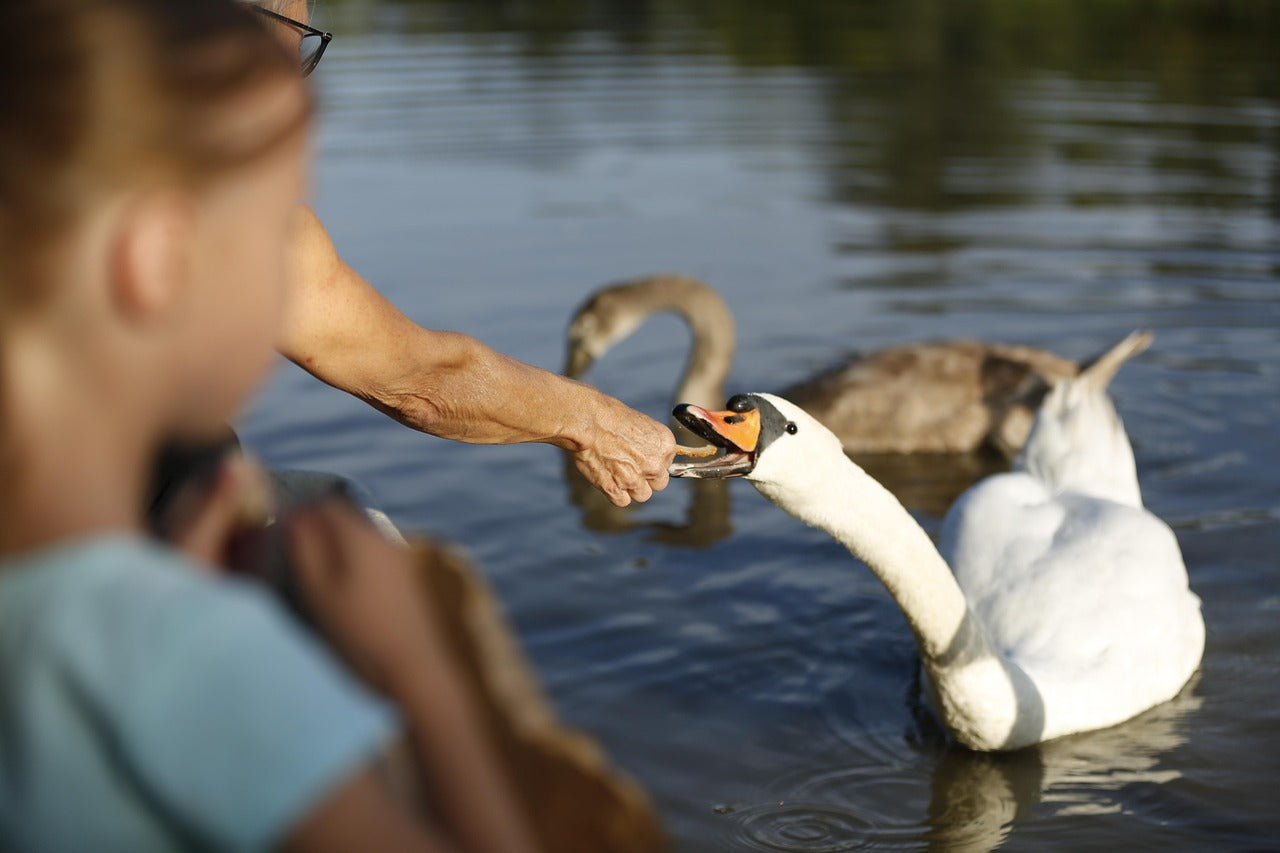 Person feeding a swan on a lake