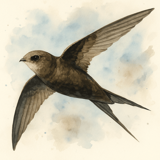 Swifts in the UK and how you can help them – Haith's UK