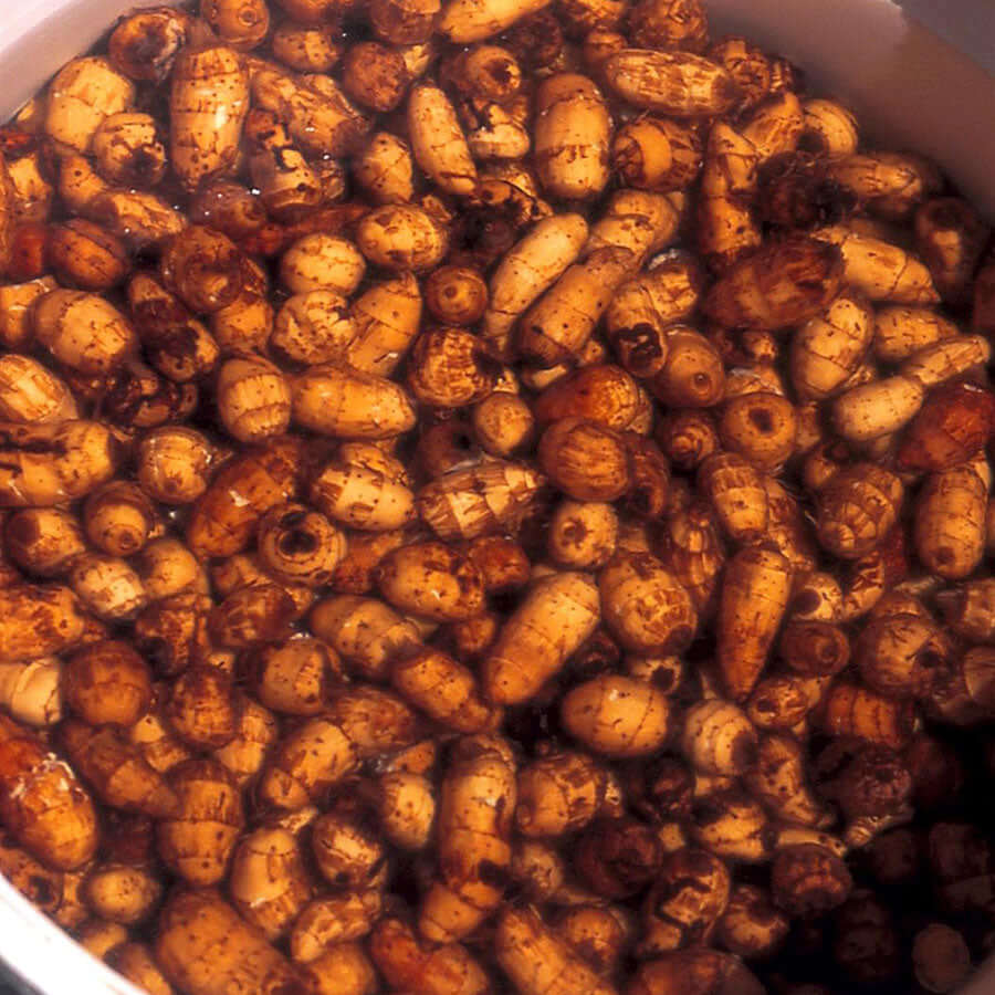 Tiger Nuts for fishing - Haith's