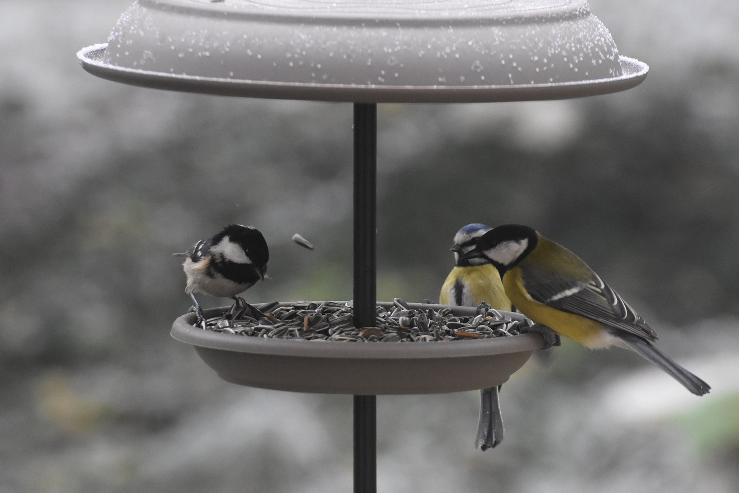 A coal tit, blue tit and great tit on a bird feeding station consuming wild bird food and bird seed mix.