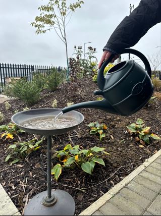 someone topping up a bird bath with a green watering can