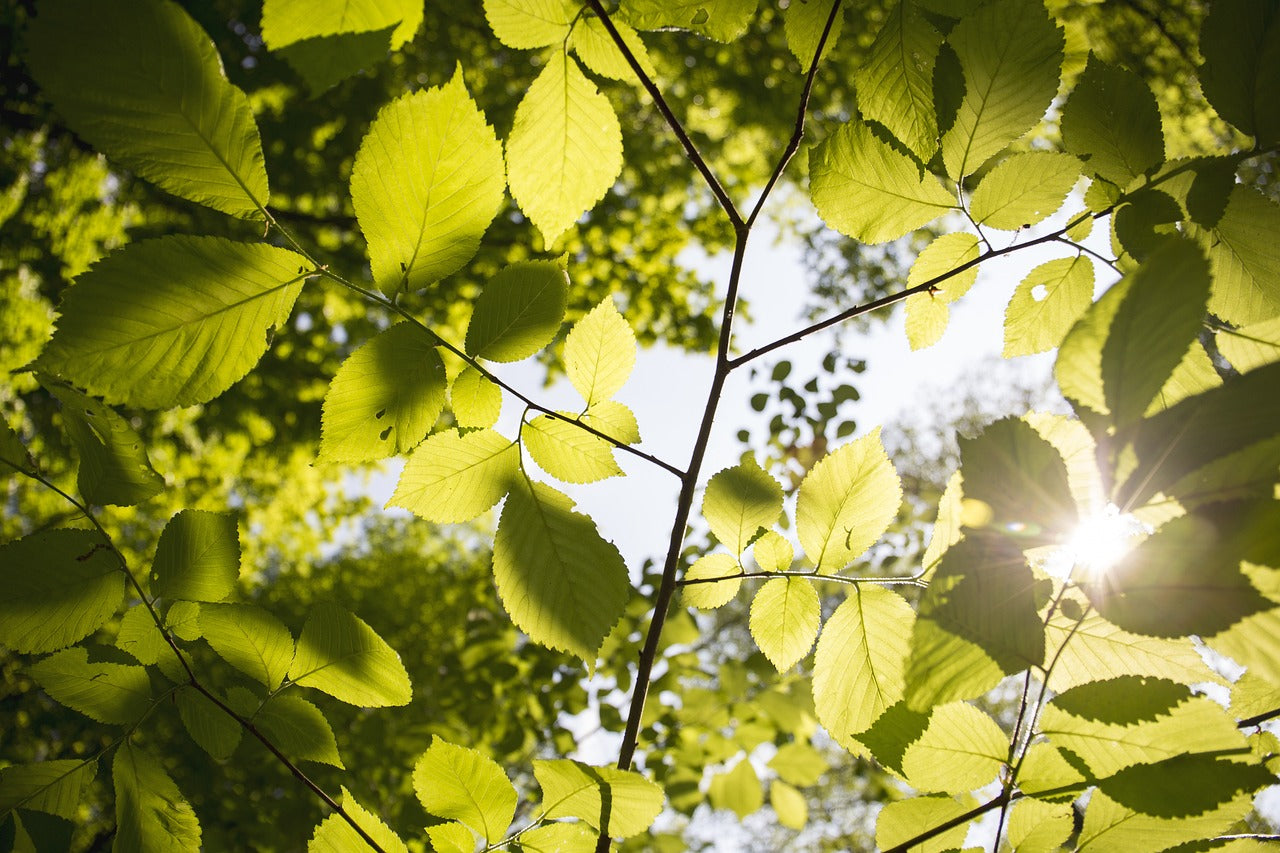 tree in spring 