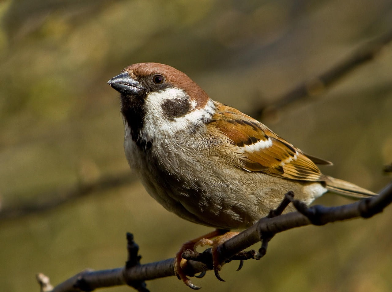 tree sparrow sat on a branch