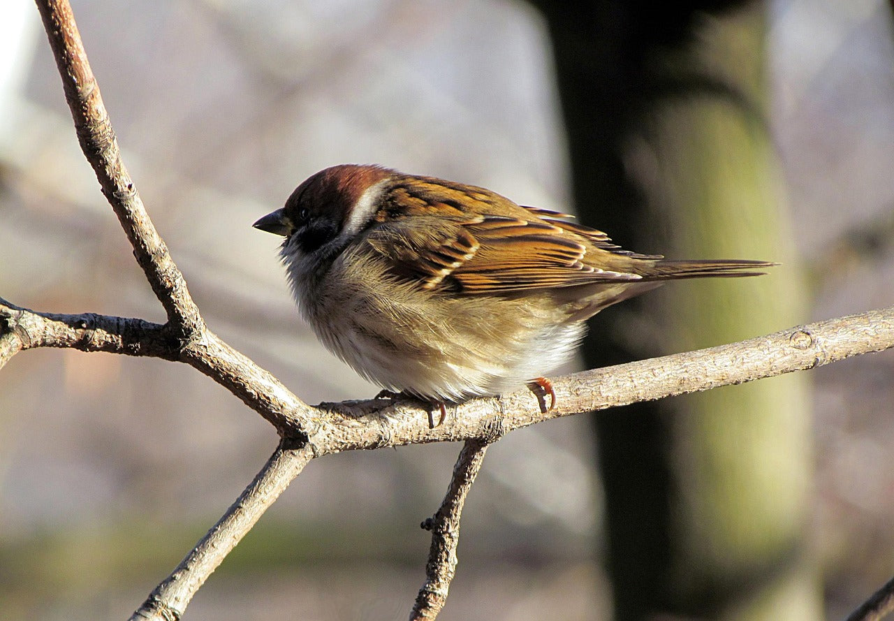 tree sparrow sat on a bare branch