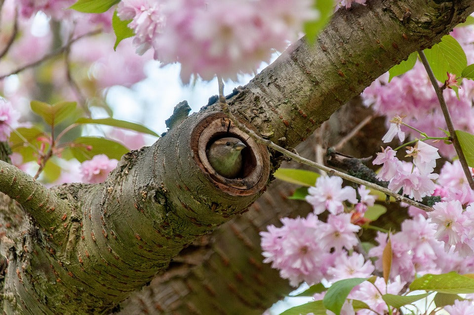 tree sparrow in a tree cavity