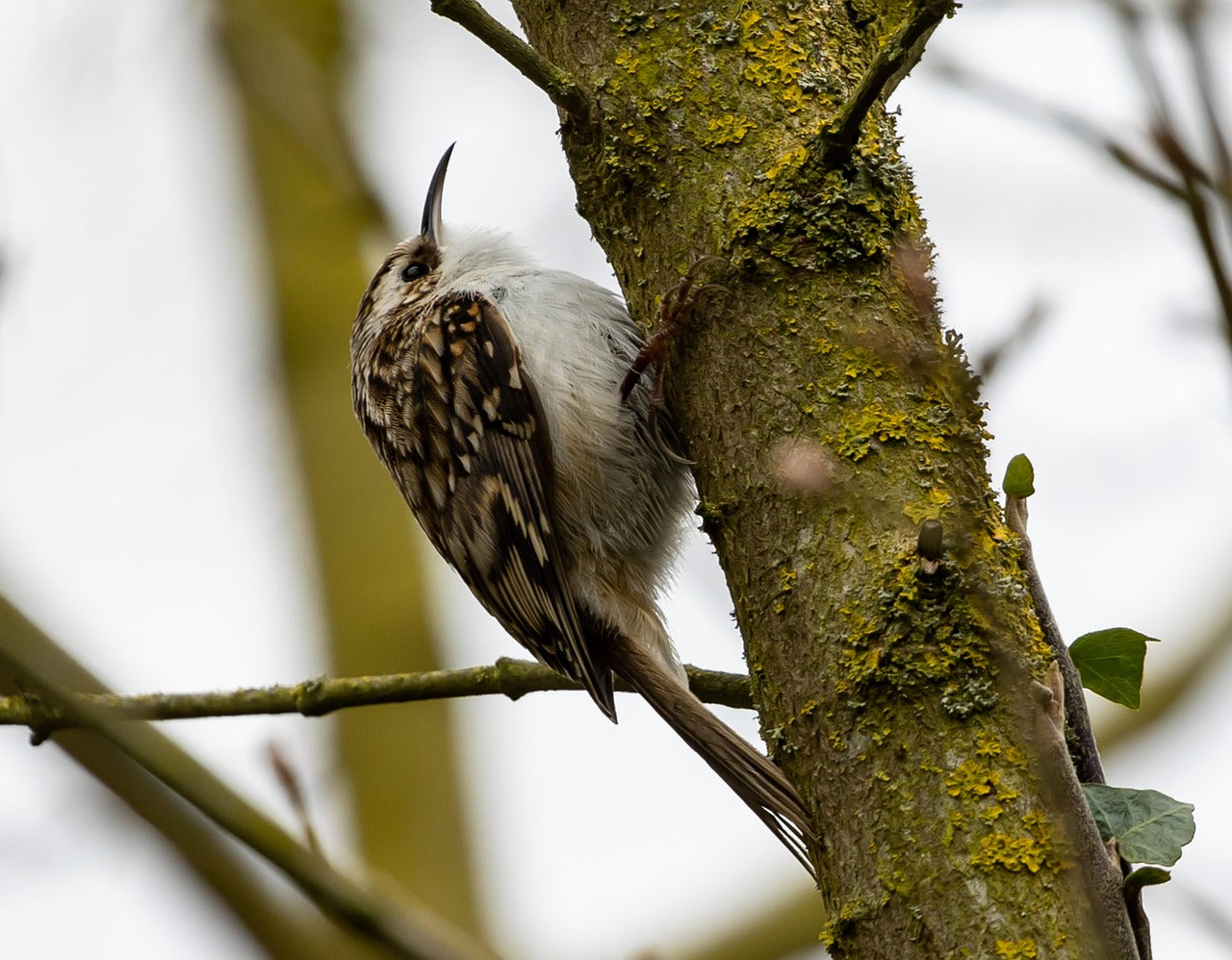 treecreeper