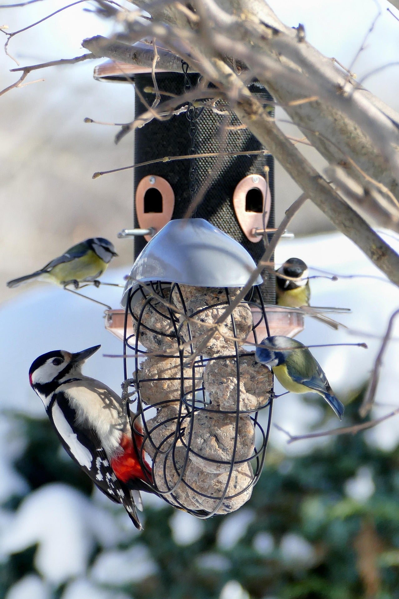 Bird feeder with different species eating on it