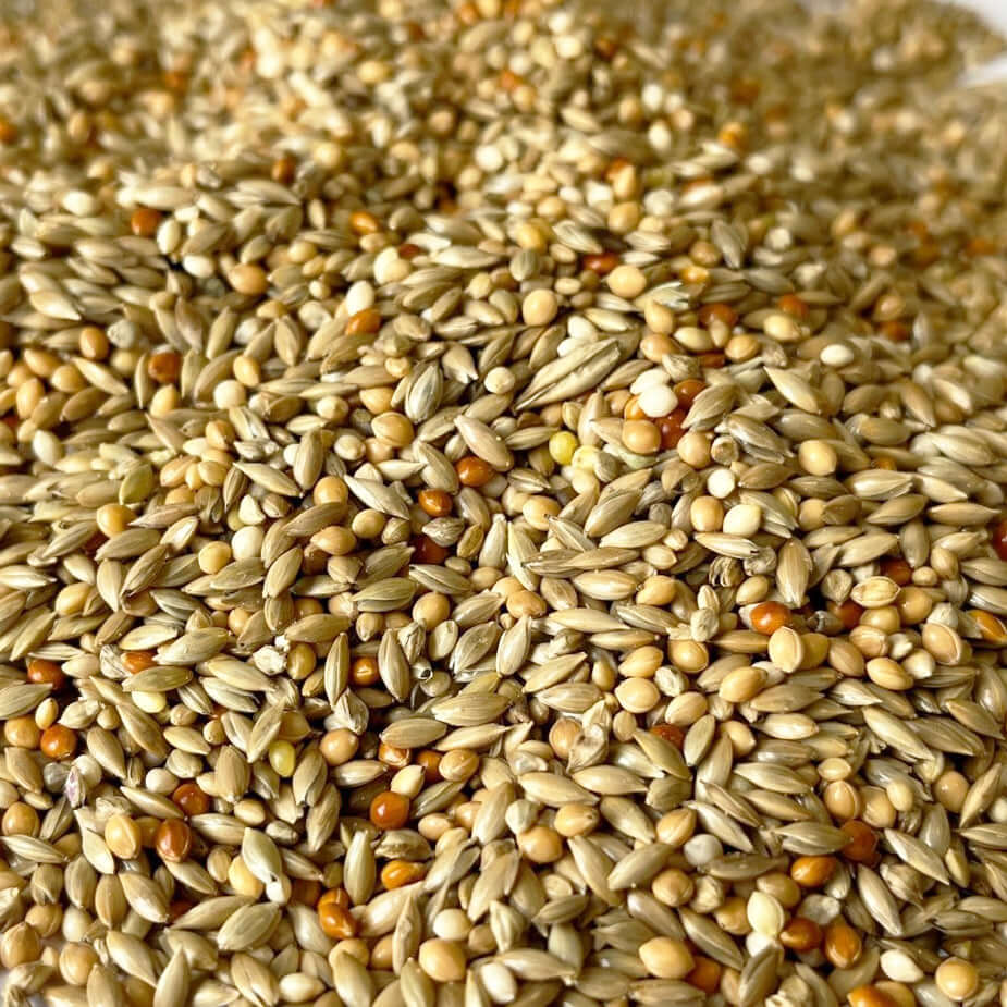 Shiny mixed seeds for budgies.