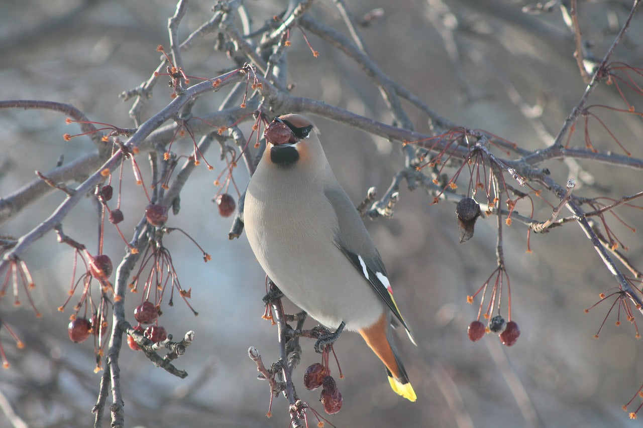 waxwing eating berries