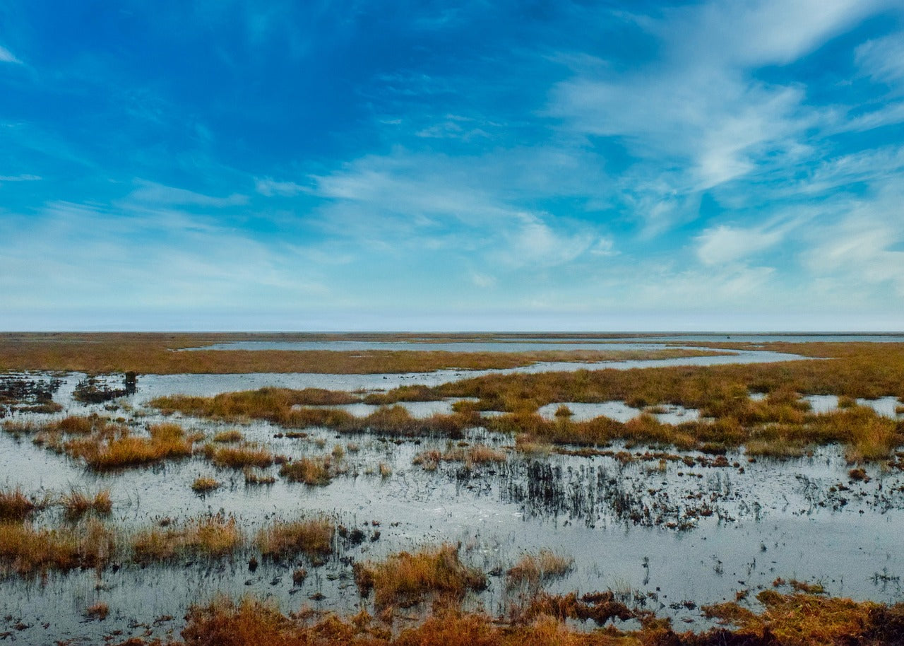 wetlands with deep blue skies