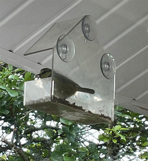 Blue tit using a window bird feeder