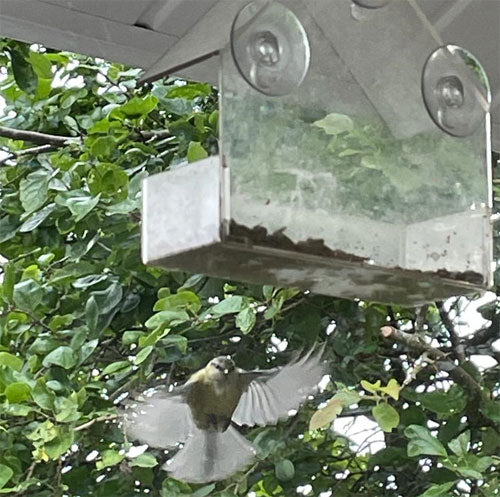 Haith's window bird feeder stuck onto a window with a bird steadily approaching the seed inside 