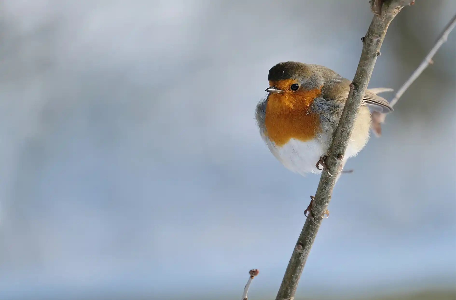 Robin sat on a branch in winter on Haith's wild bird food banner. 